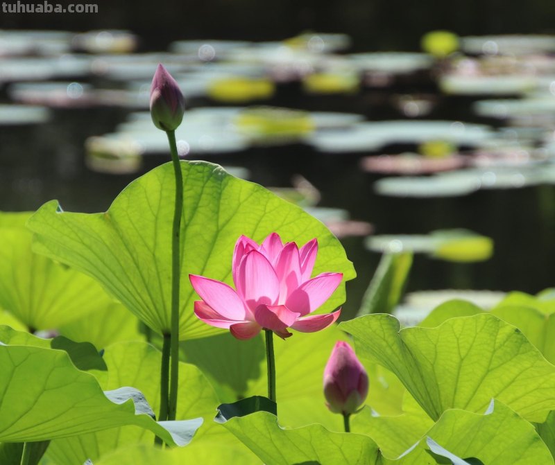 好用！拍摄荷花照片，就用这4个摄影技巧吧
