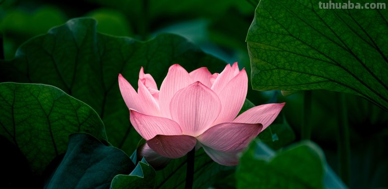 好用！拍摄荷花照片，就用这4个摄影技巧吧