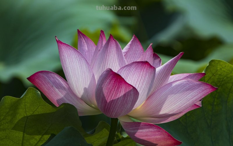 好用！拍摄荷花照片，就用这4个摄影技巧吧