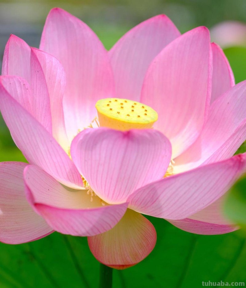 好用！拍摄荷花照片，就用这4个摄影技巧吧