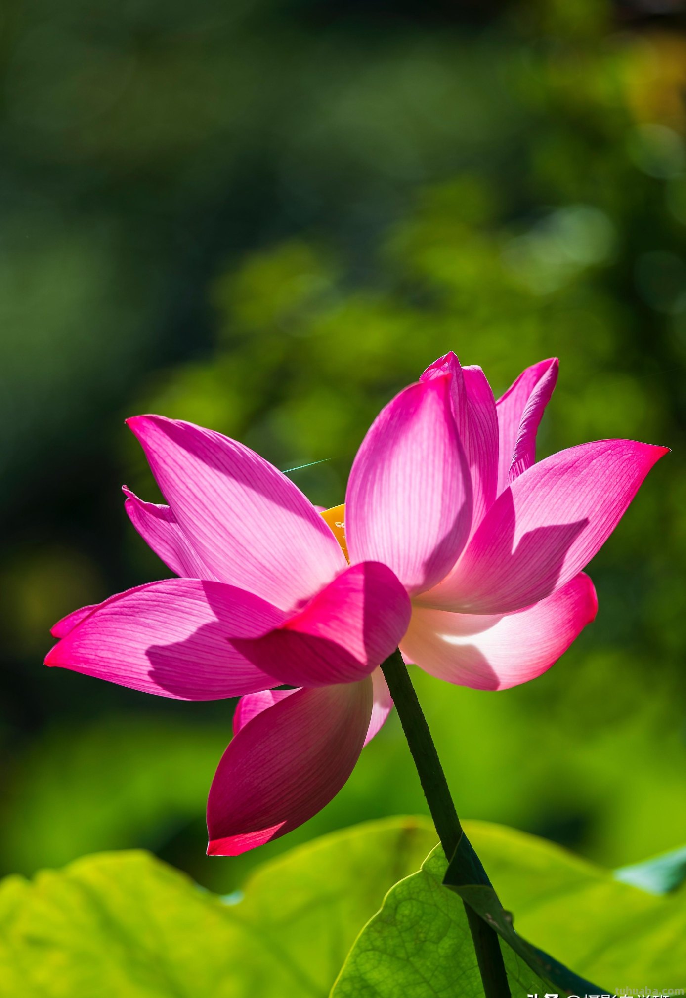 好用！拍摄荷花照片，就用这4个摄影技巧吧