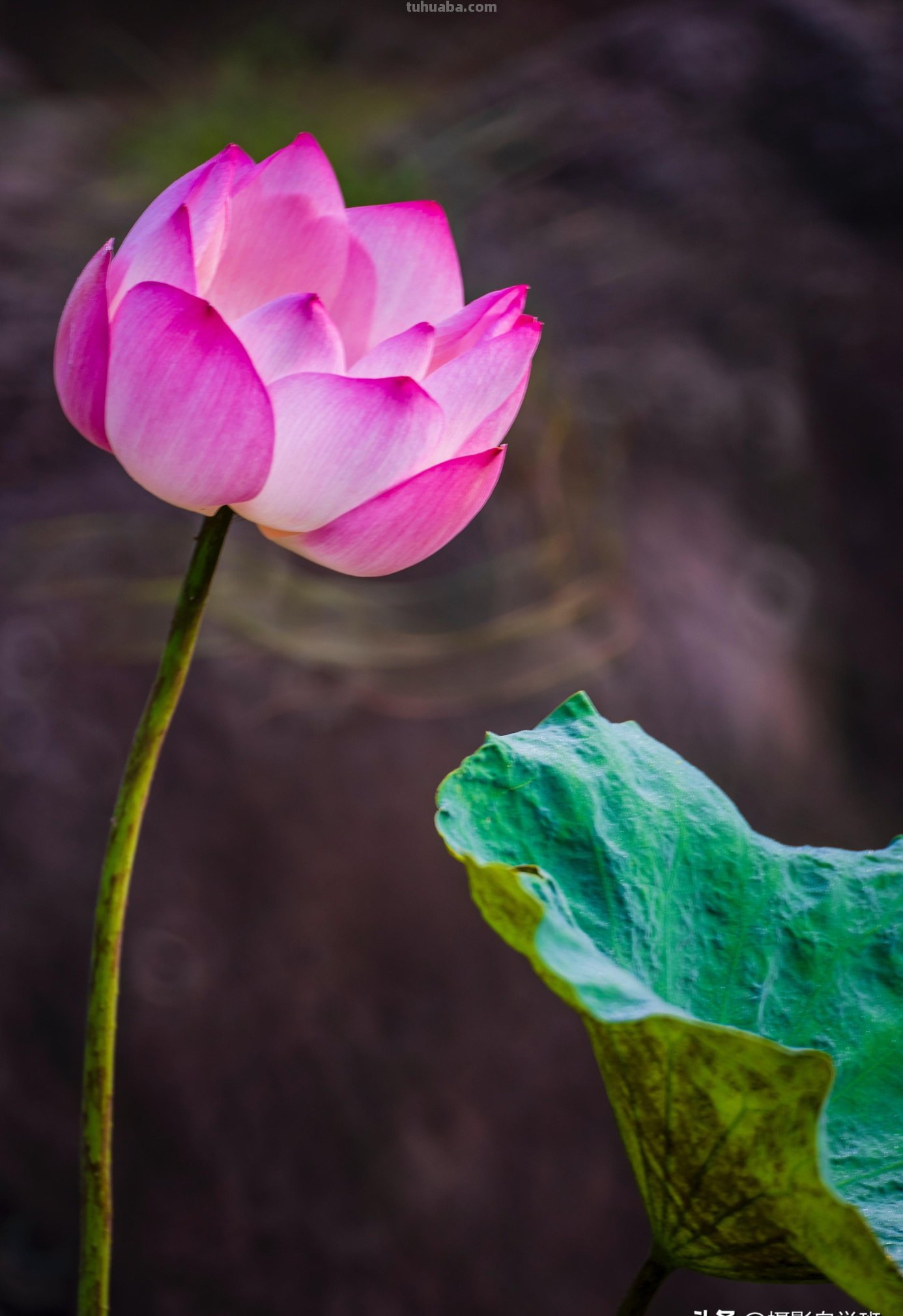 好用！拍摄荷花照片，就用这4个摄影技巧吧