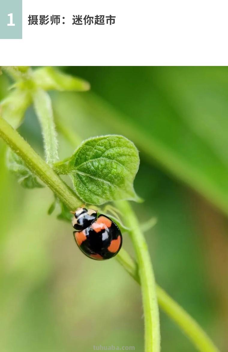 手机摄影：如何拍出有特色的照片？（影展点评第643期）