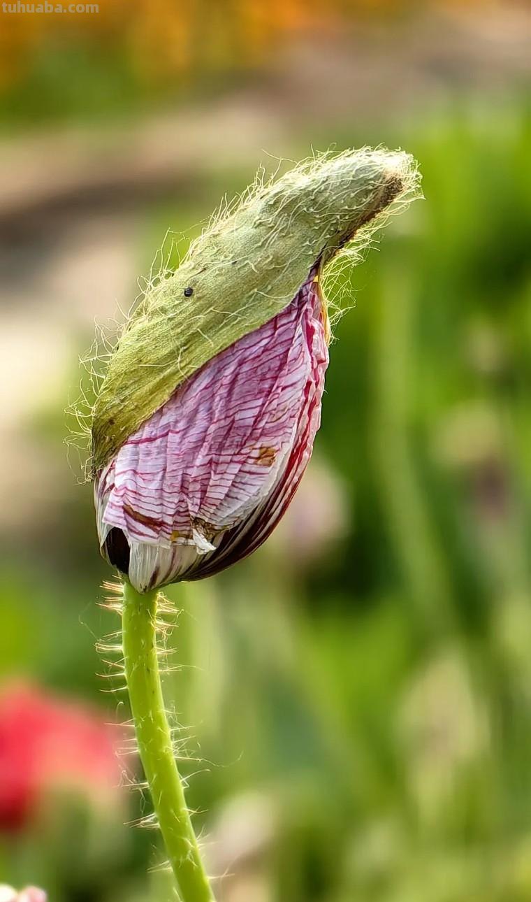 手机摄影：如何拍出有特色的照片？（影展点评第643期）