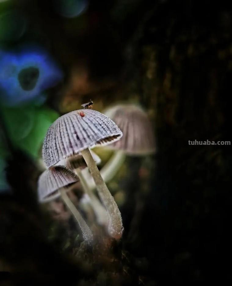 手机摄影：如何拍出有特色的照片？（影展点评第643期）