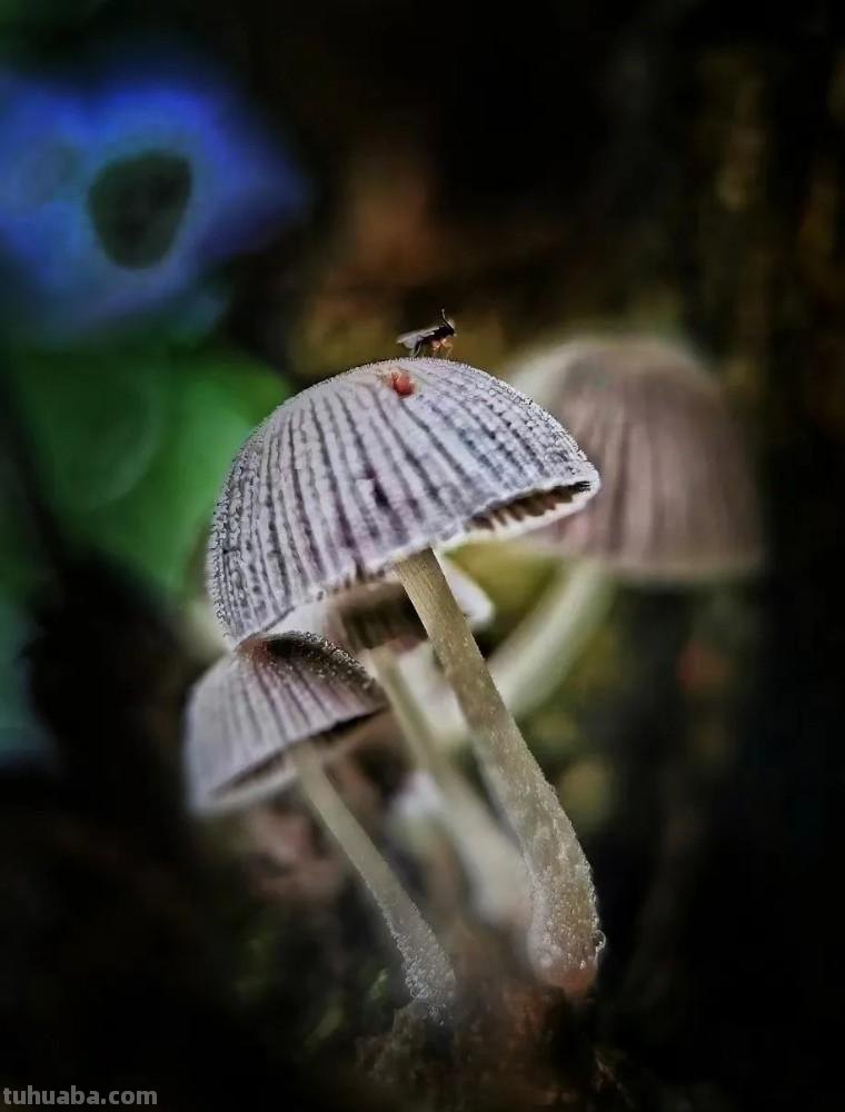 手机摄影：如何拍出有特色的照片？（影展点评第643期）