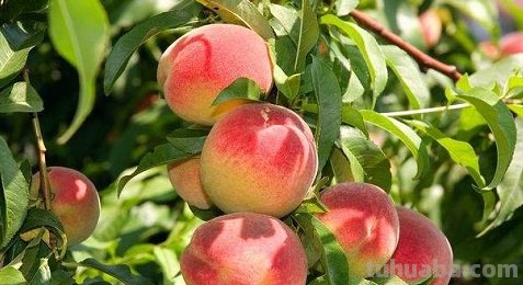 桃子的日语怎么说?