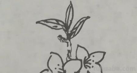 桃花怎么画简笔画图画(桃花怎么画简笔画图画既简单又好看) 桃花怎么画简笔画图画(桃花怎么画简笔画图画既简单又好看)