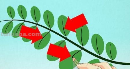树叶怎么画不用彩铅画(树叶怎么画不用彩铅画的) 树叶怎么画不用彩铅画(树叶怎么画不用彩铅画的)