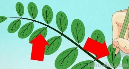 树叶怎么画不用彩铅画(树叶怎么画不用彩铅画的) 树叶怎么画不用彩铅画(树叶怎么画不用彩铅画的)