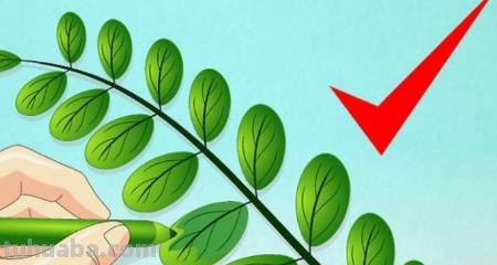 树叶怎么画不用彩铅画(树叶怎么画不用彩铅画的) 树叶怎么画不用彩铅画(树叶怎么画不用彩铅画的)