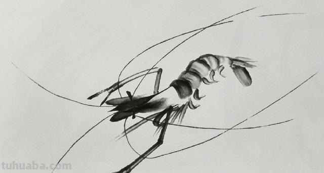 大虾怎么画简笔画图片(大虾怎么画简笔画图片大全) 大虾怎么画简笔画图片(大虾怎么画简笔画图片大全)