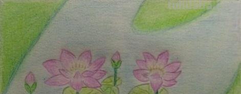 彩铅画荷花阴影怎么画(彩铅画荷花阴影怎么画好看) 彩铅画荷花阴影怎么画(彩铅画荷花阴影怎么画好看)