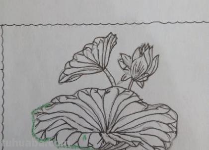 怎么画荷叶简笔画（怎么画荷叶简单又好看）