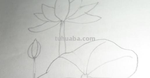 怎么画荷叶简笔画（怎么画荷叶简单又好看）