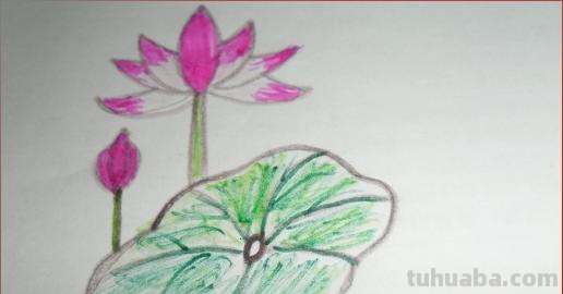 怎么画荷叶简笔画（怎么画荷叶简单又好看）