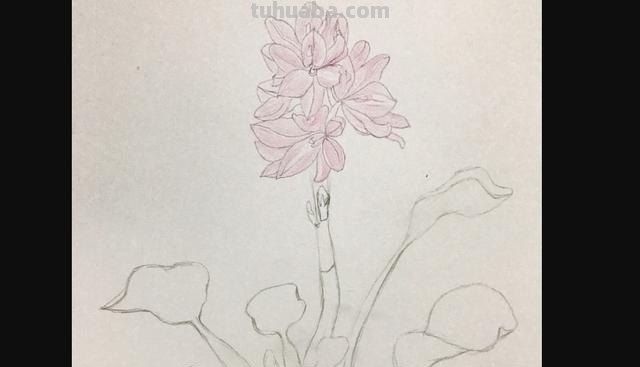 春季彩铅画桃花怎么画(春季彩铅画桃花怎么画好看) 春季彩铅画桃花怎么画(春季彩铅画桃花怎么画好看)