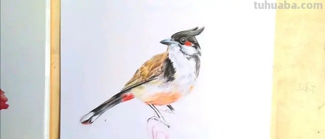 彩铅画高空小鸟怎么画（彩铅画高空小鸟怎么画好看）