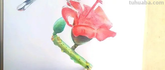 彩铅画高空小鸟怎么画（彩铅画高空小鸟怎么画好看）