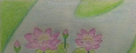 荷花书签彩铅画怎么画(荷花书签彩铅画怎么画好看) 荷花书签彩铅画怎么画(荷花书签彩铅画怎么画好看)