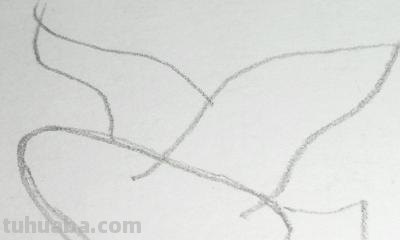 白鸽怎么画简笔画（白鸽怎么画简笔画步骤）