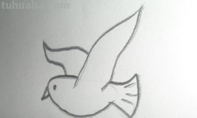 白鸽怎么画简笔画（白鸽怎么画简笔画步骤）