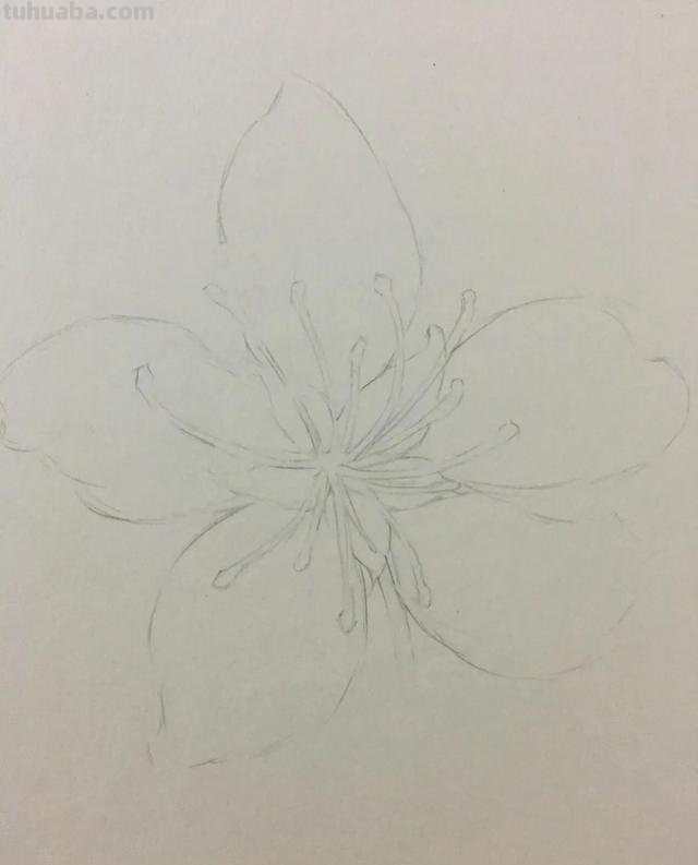 仿真樱花怎么画彩铅画（仿真樱花怎么画彩铅画图片）
