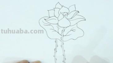 画用彩铅画荷花怎么画(画用彩铅画荷花怎么画好看) 画用彩铅画荷花怎么画(画用彩铅画荷花怎么画好看)