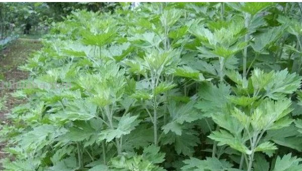 艾草怎么画简笔画（艾草怎么画简笔画步骤）