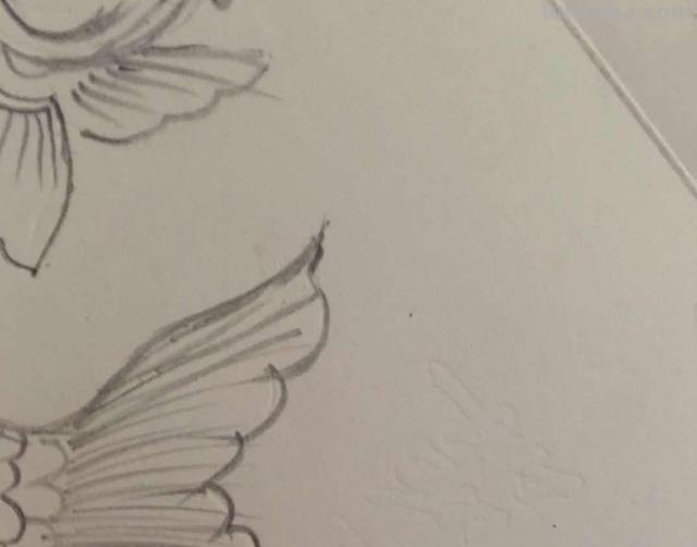 鲤鱼怎么画简笔画（鲤鱼怎么画简笔画图片）