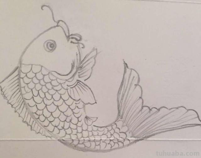 鲤鱼怎么画简笔画（鲤鱼怎么画简笔画图片）