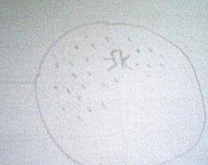 彩铅画橘子封面怎么画(彩铅画橘子封面怎么画好看) 彩铅画橘子封面怎么画(彩铅画橘子封面怎么画好看)
