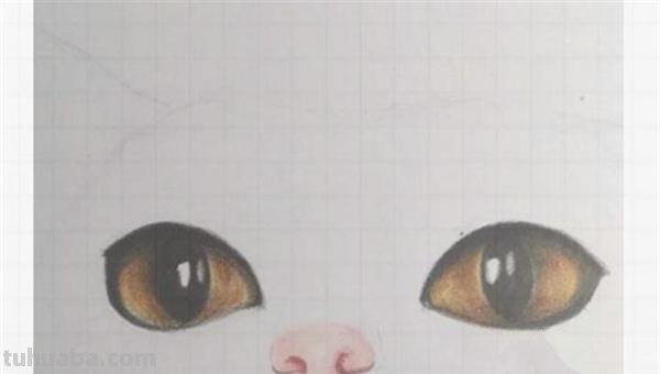 小猫怎么画彩铅画教程(小猫怎么画彩铅画教程视频) 小猫怎么画彩铅画教程(小猫怎么画彩铅画教程视频)