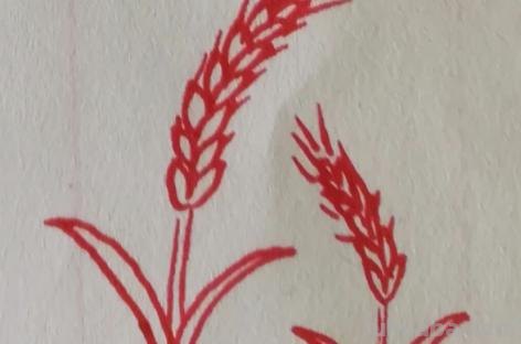 麦子怎么画 简笔画（麦子怎么画简笔画）