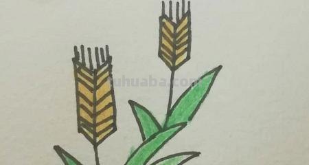 麦子怎么画 简笔画（麦子怎么画简笔画）