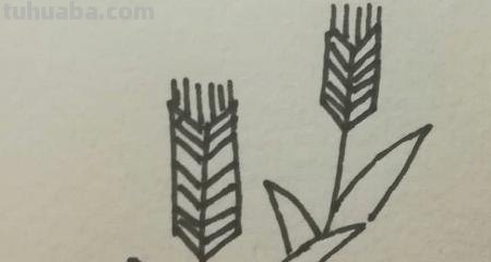 麦子怎么画 简笔画（麦子怎么画简笔画）