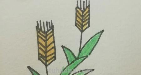 麦子怎么画 简笔画（麦子怎么画简笔画）