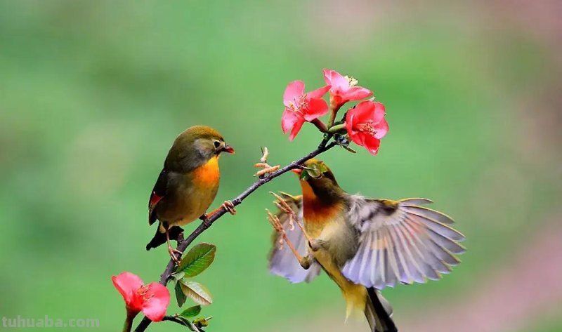 麦子怎么画简笔画（麦子怎么画简笔画图片）