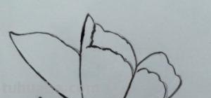 彩铅画蝴蝶 侧面怎么画(彩铅画蝴蝶 侧面怎么画好看) 彩铅画蝴蝶 侧面怎么画(彩铅画蝴蝶 侧面怎么画好看)