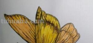 彩铅画蝴蝶 侧面怎么画(彩铅画蝴蝶 侧面怎么画好看) 彩铅画蝴蝶 侧面怎么画(彩铅画蝴蝶 侧面怎么画好看)