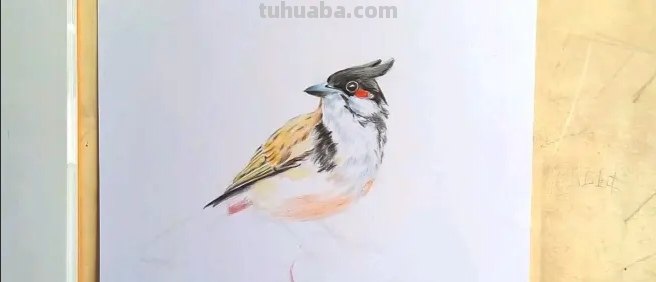彩铅画国画小鸟怎么画(简单彩铅画小鸟) 彩铅画国画小鸟怎么画(简单彩铅画小鸟)
