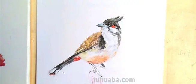 彩铅画国画小鸟怎么画(简单彩铅画小鸟) 彩铅画国画小鸟怎么画(简单彩铅画小鸟)