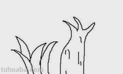 芒果树怎么画简笔画（芒果树怎么画简笔画图片）