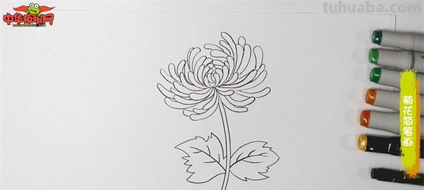 彩铅画白色菊花怎么画(彩铅画白色菊花怎么画好看) 彩铅画白色菊花怎么画(彩铅画白色菊花怎么画好看)
