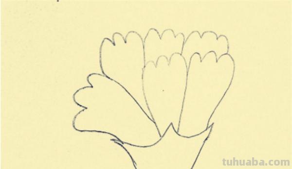 彩铅画怎么画康乃馨图片(彩铅画怎么画康乃馨图片大全) 彩铅画怎么画康乃馨图片(彩铅画怎么画康乃馨图片大全)
