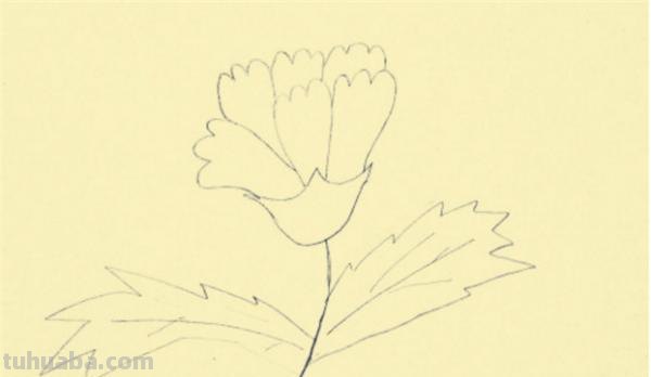 彩铅画怎么画康乃馨图片(彩铅画怎么画康乃馨图片大全) 彩铅画怎么画康乃馨图片(彩铅画怎么画康乃馨图片大全)
