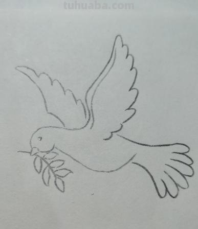 信鸽怎么画简笔画图片（信鸽怎么画简笔画图片大全）