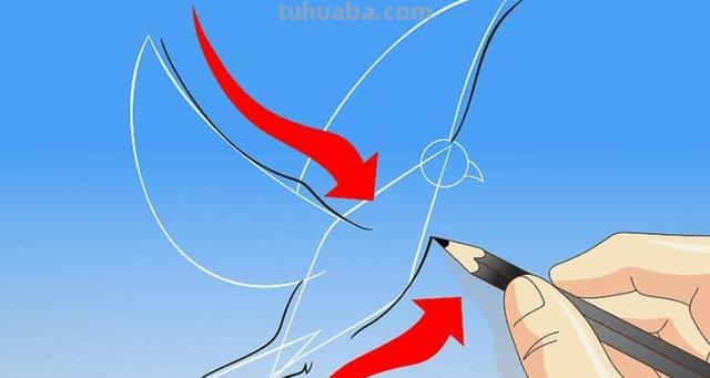 信鸽怎么画简笔画图片（信鸽怎么画简笔画图片大全）