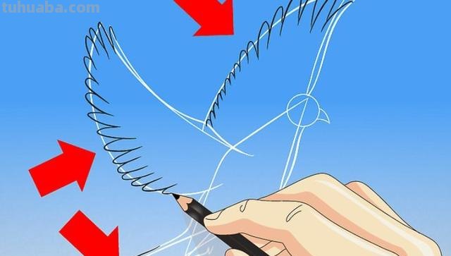 信鸽怎么画简笔画图片（信鸽怎么画简笔画图片大全）