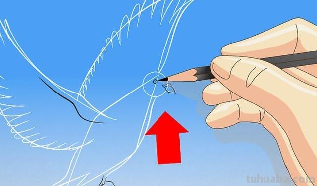 信鸽怎么画简笔画图片（信鸽怎么画简笔画图片大全）